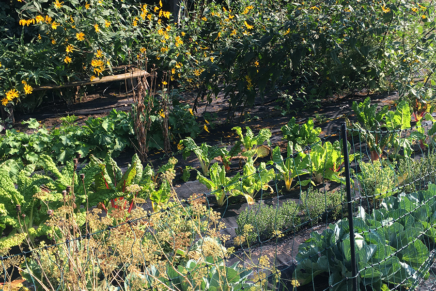 Preview_Gemueseanbau