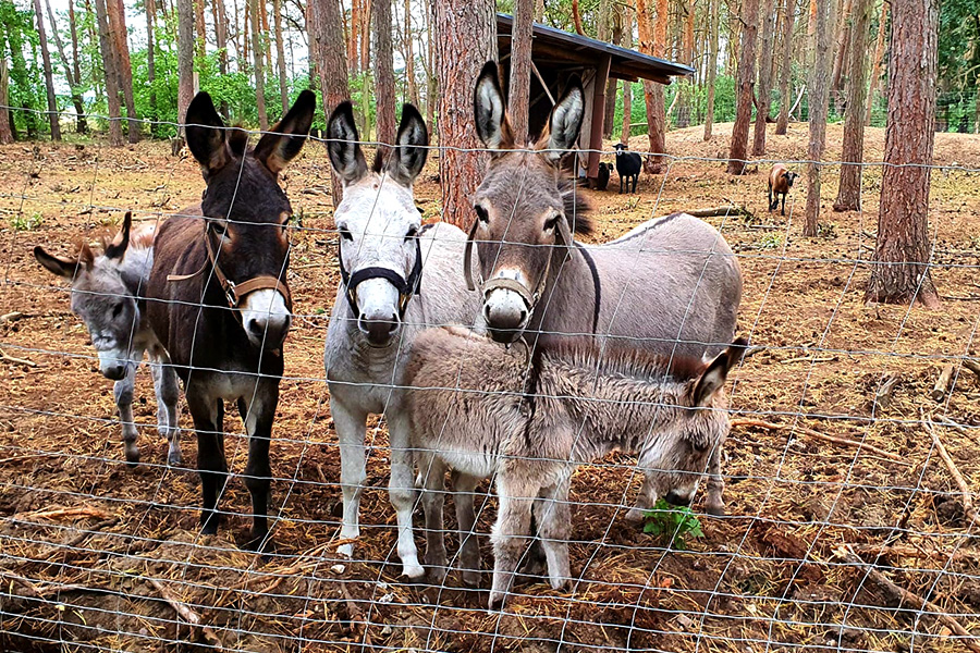 Preview_Unsere Tiere