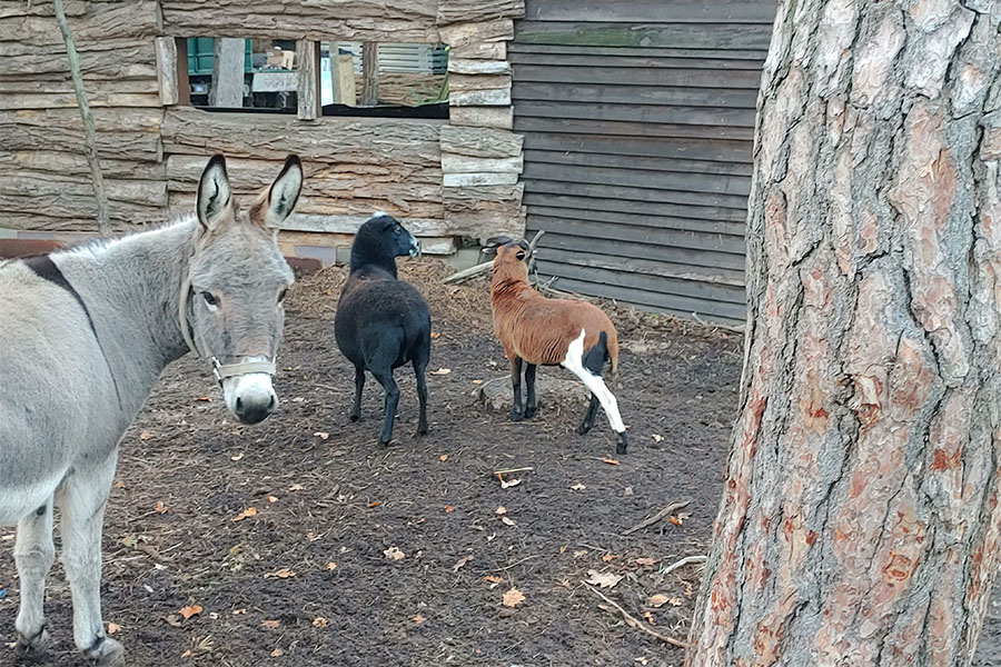 Preview_Waldbewirtschaftung