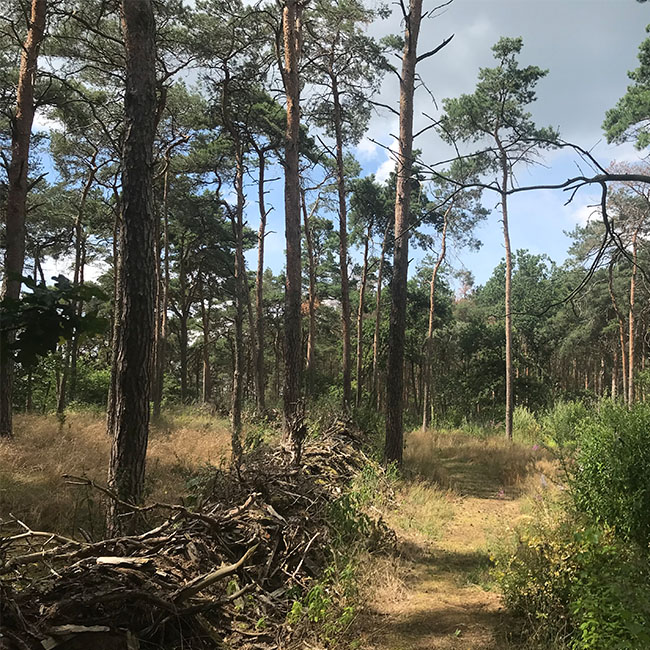 Quadrat_Benjeshecke1