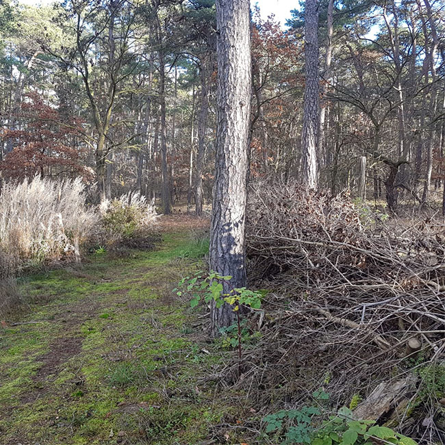 Quadrat_Benjeshecke2