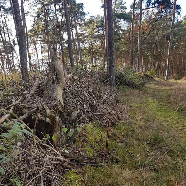 Quadrat_Benjeshecke3