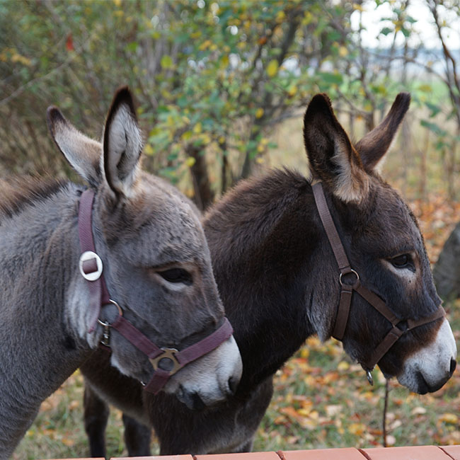 Quadrat_Eselspaziergang3