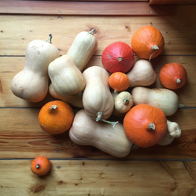 Quadrat_Gemuese_Kuerbisse