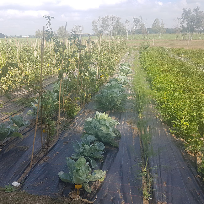 Quadrat_Gem.garten_10