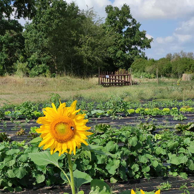 Quadrat_Gem.garten_3