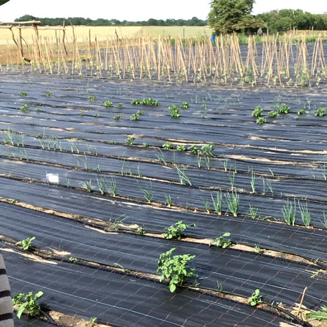 Quadrat_Gem.garten_6