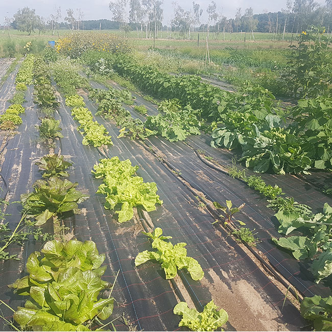 Quadrat_Gem.garten_8