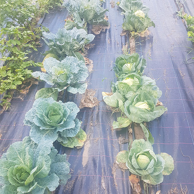 Quadrat_Gem.garten_9