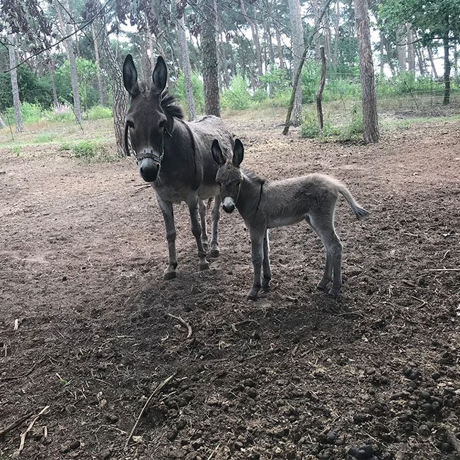 Quadrat_Waldwolfesel1