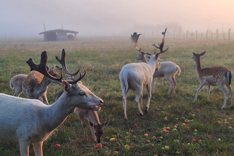 Preview_Damwildgehege