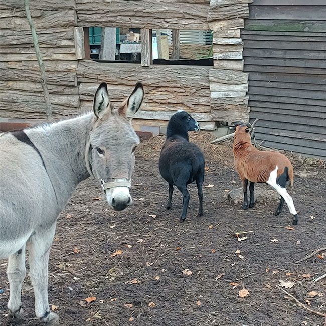 Quadrat_Waldwolfesel2