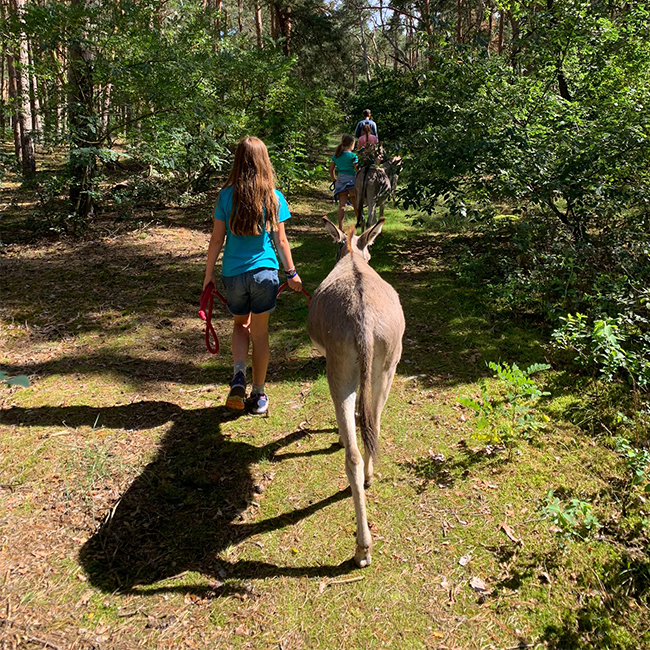 Quadrat_Eselspaziergang_Sommer
