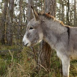 Quadrat_Basil_Portrait_2024