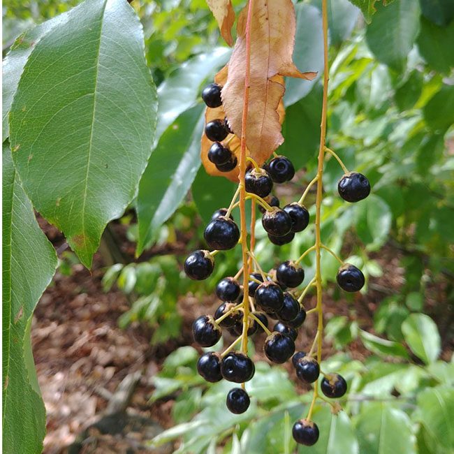 Quadrat_Traubenkirsche